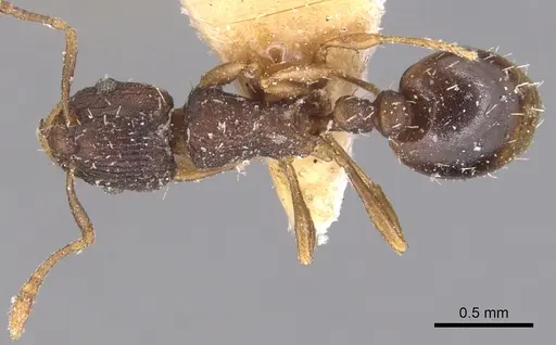 Wasmannia sulcaticeps - CASENT0904878