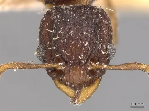 Wasmannia sulcaticeps - CASENT0904878