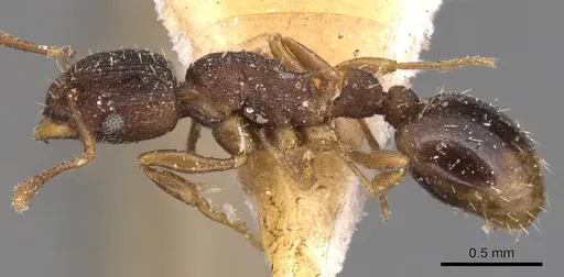 Wasmannia sulcaticeps - CASENT0904878