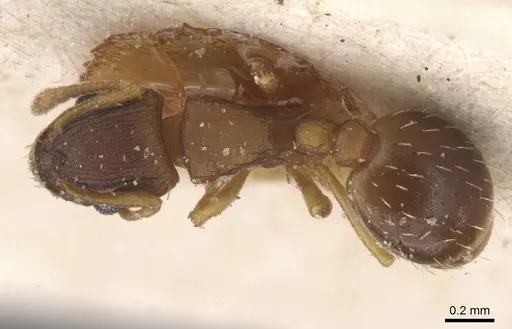 Wasmannia sulcaticeps - CASENT0912544