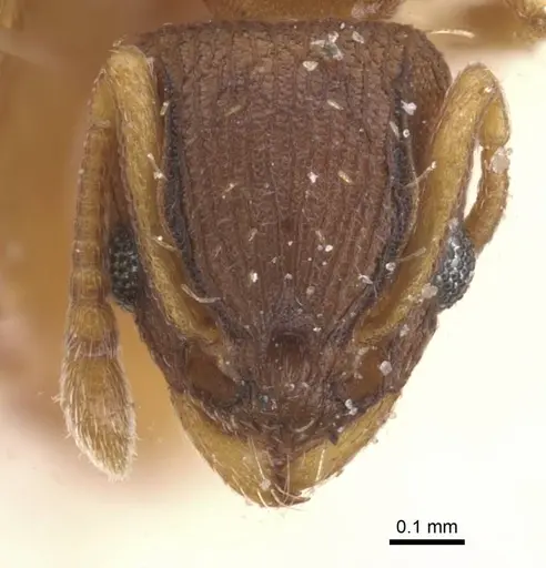 Wasmannia sulcaticeps - CASENT0912544