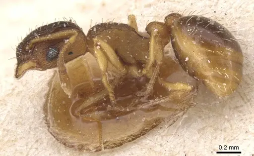 Wasmannia sulcaticeps - CASENT0912544