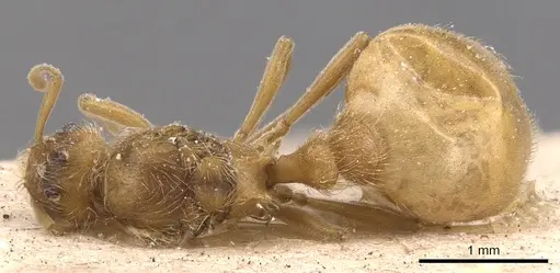 Wasmannia villosa specimen