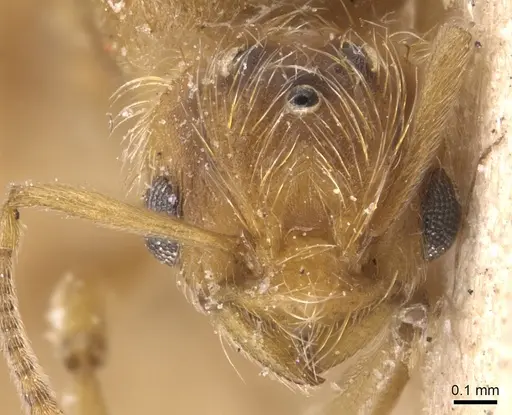 Wasmannia villosa specimen