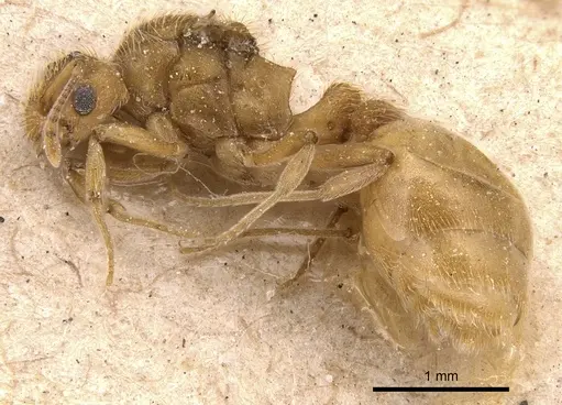 Wasmannia villosa specimen