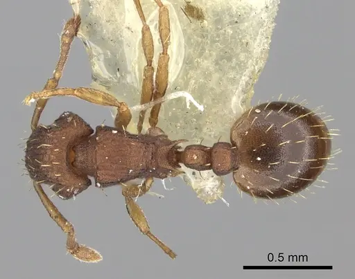 Wasmannia williamsoni specimen