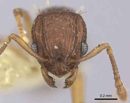 Wasmannia williamsoni specimen