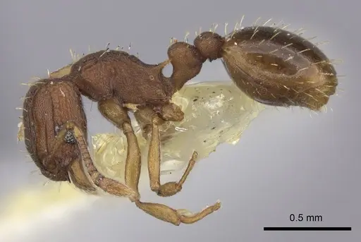 Wasmannia williamsoni specimen