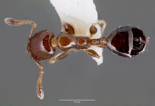 Xenomyrmex floridanus specimen
