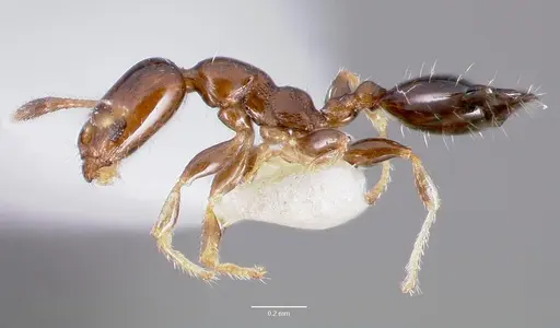 Xenomyrmex floridanus specimen
