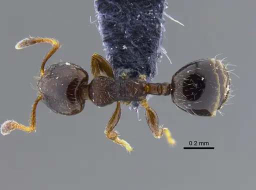 Xenomyrmex panamanus specimen