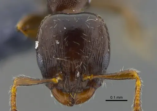 Xenomyrmex panamanus specimen