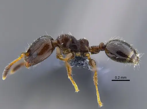 Xenomyrmex panamanus specimen