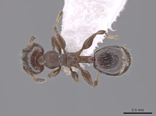 Xenomyrmex panamanus - INB0004099970