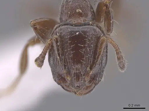 Xenomyrmex panamanus - INB0004099970