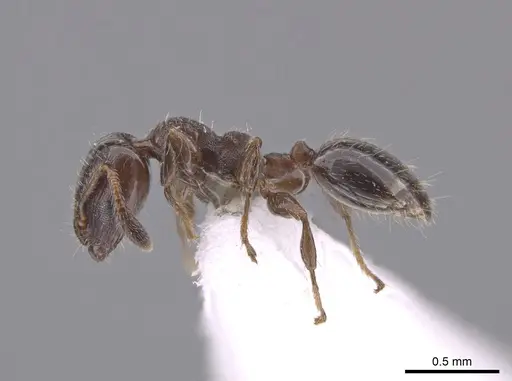 Xenomyrmex panamanus - INB0004099970