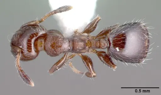Xenomyrmex panamanus - PSW7668-22