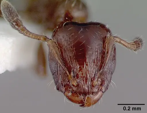 Xenomyrmex panamanus - PSW7668-22