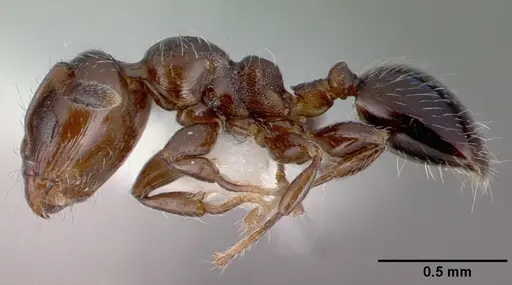 Xenomyrmex panamanus - PSW7668-22