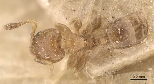Xenomyrmex picquarti specimen