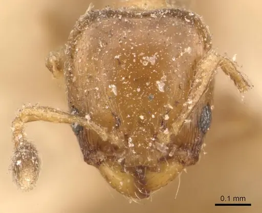 Xenomyrmex picquarti specimen