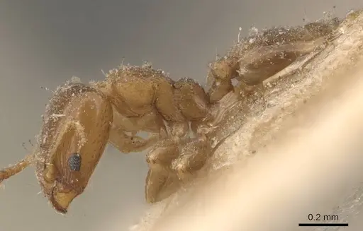 Xenomyrmex picquarti specimen