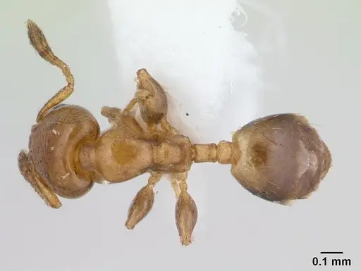 Xenomyrmex stollii specimen