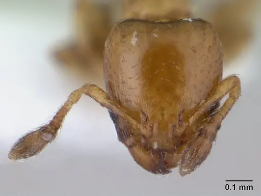 Xenomyrmex stollii specimen