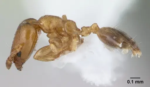 Xenomyrmex stollii specimen
