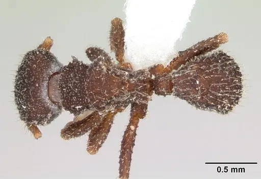Xerolitor explicatus specimen