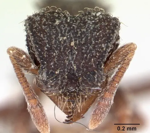 Xerolitor explicatus specimen