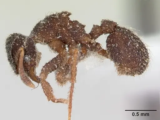 Xerolitor explicatus specimen