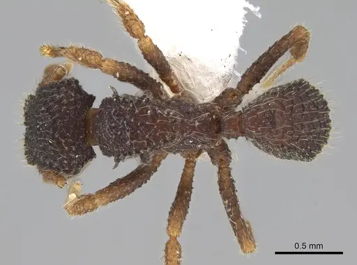 Xerolitor explicatus - CASENT0922150