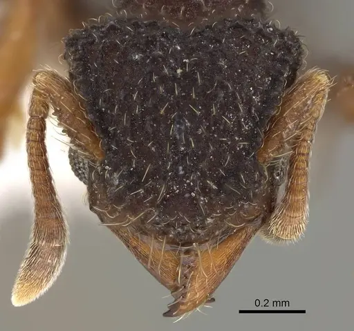 Xerolitor explicatus - CASENT0922150