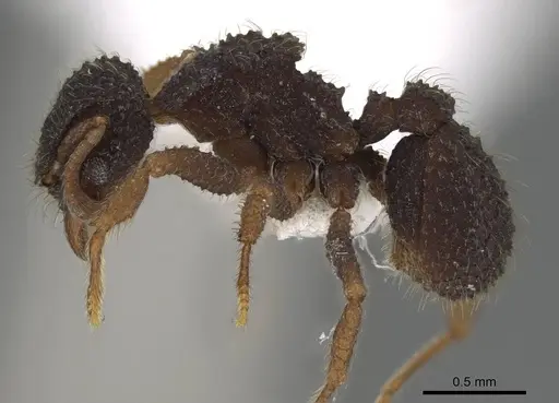 Xerolitor explicatus - CASENT0922150