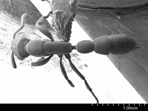 Xymmer muticus specimen