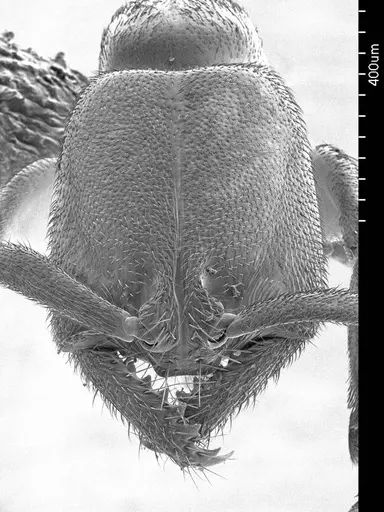 Xymmer muticus specimen