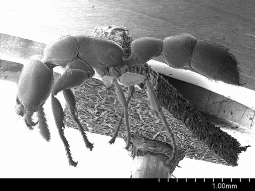 Xymmer muticus specimen