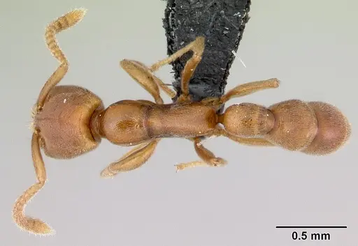 Xymmer muticus - CASENT0006827