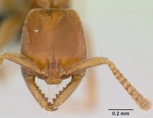 Xymmer muticus - CASENT0006827