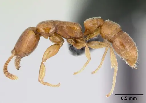 Xymmer muticus - CASENT0006827