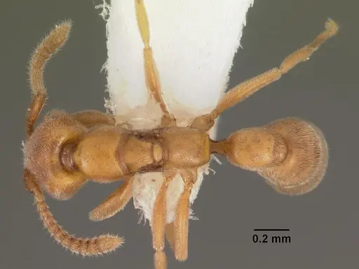 Xymmer muticus - CASENT0102213