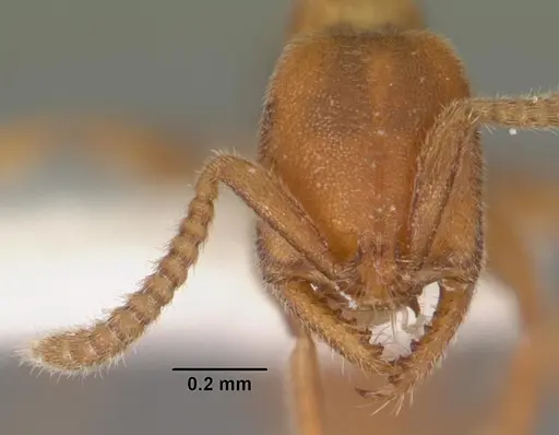 Xymmer muticus - CASENT0102213