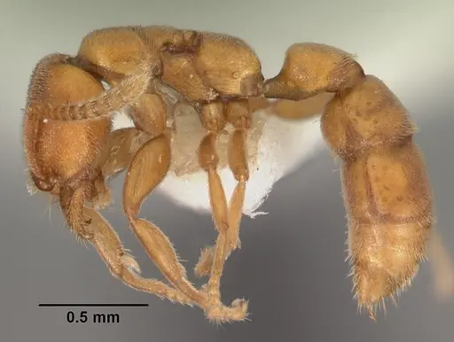 Xymmer muticus - CASENT0102213