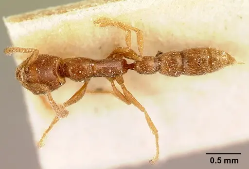 Xymmer muticus - CASENT0217322