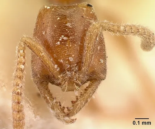 Xymmer muticus - CASENT0217322