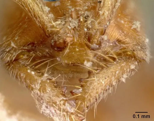 Xymmer muticus - CASENT0217322