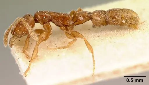 Xymmer muticus - CASENT0217322