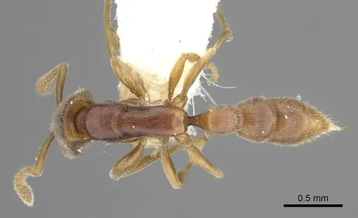 Xymmer muticus - CASENT0260450