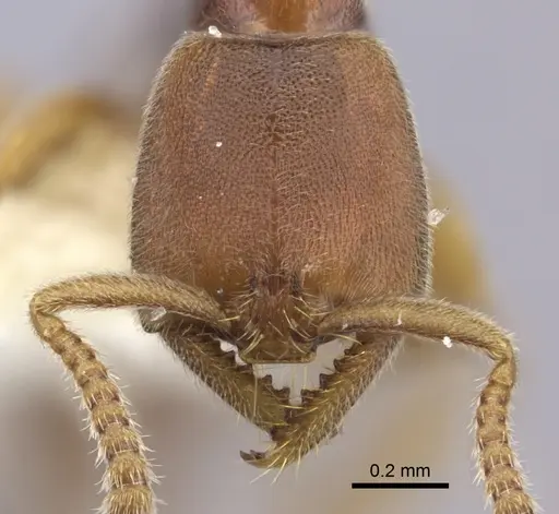 Xymmer muticus - CASENT0260450